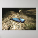 Suche nach morpho poster Butterfly