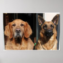 Suche nach german shepherd poster Dogs