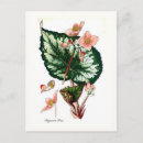 Suche nach begonien poster Flora