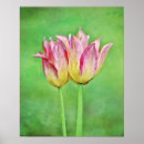 Recherche de tulipe photographie Jardin