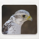 Recherche de prédateur tapis souris Oiseau de proie