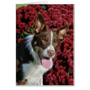 Recherche de de border collie cartes postales Agilité