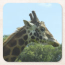 Suche nach giraffe untersetzer Natur
