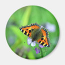 Suche nach kleiner schmetterling magnete Fotografie