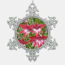 Recherche de plante ornements Photographie