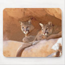Recherche de cougar tapis souris Lion de montagne