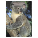 Recherche de koala porte blocs Animal