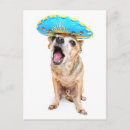 Suche nach niedlicher chihuahua postkarten Kaninchen