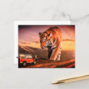 Recherche de tigre rayures cartes postales Félin