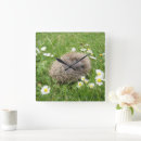 Recherche de hérissons horloges Faune