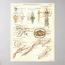 Recherche de vintage biologie poster Anatomie