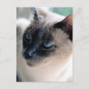 Recherche de chat original cartes postales Félin