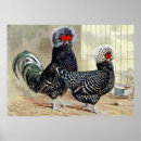 Recherche de poule de coq posters Pays
