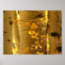 Suche nach aspen poster Nature