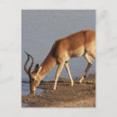 Recherche de antilopes cartes postales Bannir