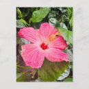 Recherche de feuille tropical cartes postales Fleur rose