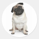 Recherche de chiot carlin autocollants Carlins
