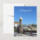 Recherche de pélicans cartes postales Plage