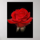 Suche nach blumenfoto poster Fotografie