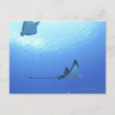 Recherche de rayons x cartes postales Animal