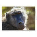 Suche nach pavian postkarten Wild