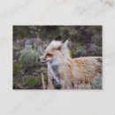 Suche nach roter fuchs visitenkarten Wild
