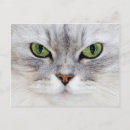 Recherche de kittie cartes postales Perse