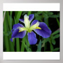 Suche nach wilde iris Fotografie