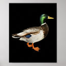 Suche nach drake poster Enten