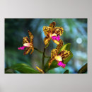 Recherche de orchidée de cattleya posters Fleurs