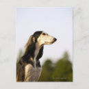 Suche nach saluki poster Seitenansicht