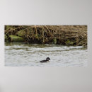 Recherche de buffleheads Oiseaux