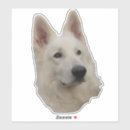 Recherche de berger blanc autocollants Chien