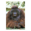 Suche nach pongo poster Pygmaeus