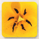 Recherche de fleur tulipe dessous de verres Plante