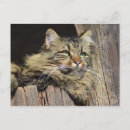 Recherche de maine coon cartes postales Animal