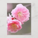 Suche nach apricot postkarten Blume