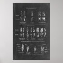 Suche nach zahn poster Doctor
