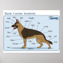Recherche de anatomie chien posters Chiens
