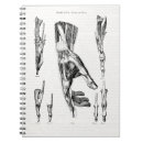 Recherche de médical carnets Anatomie