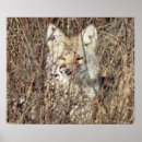Suche nach coyote poster Fleischfresser