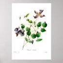 Suche nach clematis poster Blumen