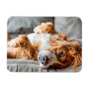 Suche nach cocker spaniel magnete Puppy