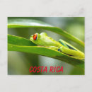 Suche nach rote augen postkarten Tierwelt