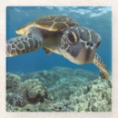 Recherche de contexte dessous de verres Animal