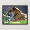 Suche nach sumatran postkarten Tiere