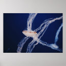 Suche nach niedliche fische poster Natur