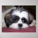 Suche nach shih tzu hunde poster Welpe