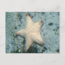 Recherche de fond marin cartes postales Vie marine