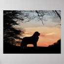 Recherche de silhouette de chien posters Animal de compagnie